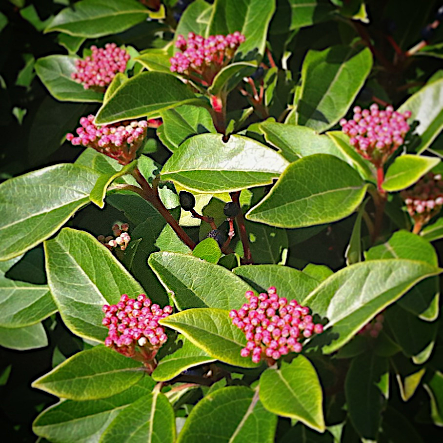 Kalina WAWRZYNOWATA - 4