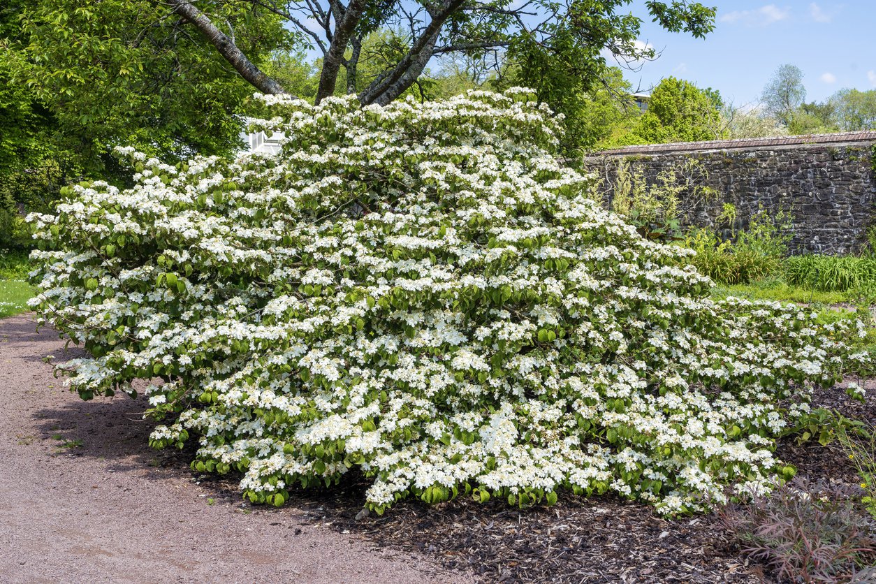 Kalina japońska OPENING DAY - 4