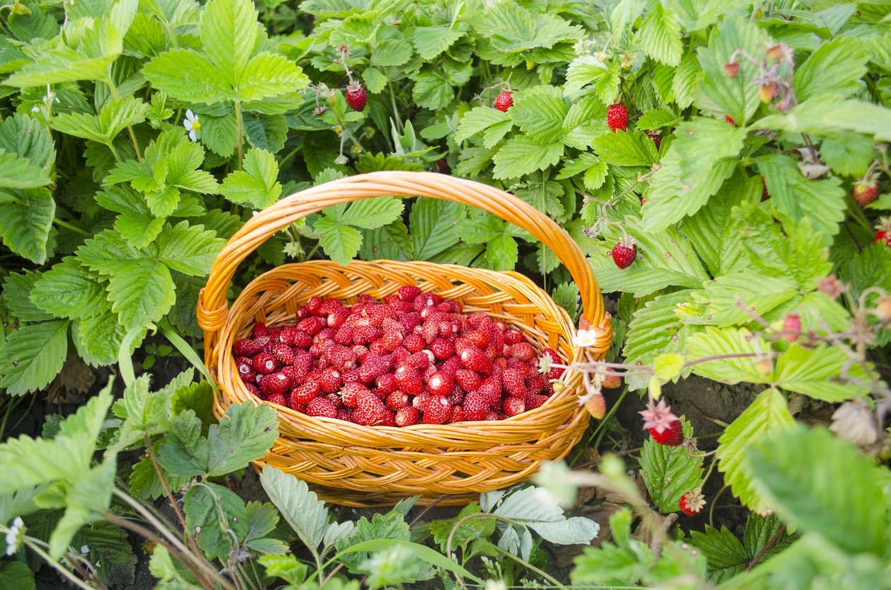 Poziomka zwisająca RUJANA - 2