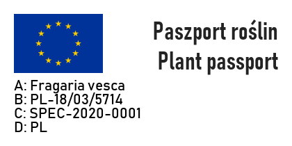 Poziomka zwisająca RUJANA - 5