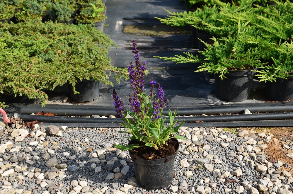 Szałwia omszona NEW DIMENSION BLUE - 3