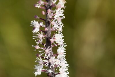 Świecznica prosta PINK SPIKE