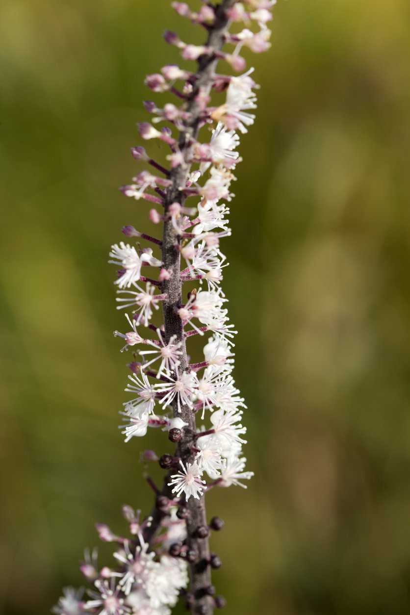Świecznica prosta PINK SPIKE