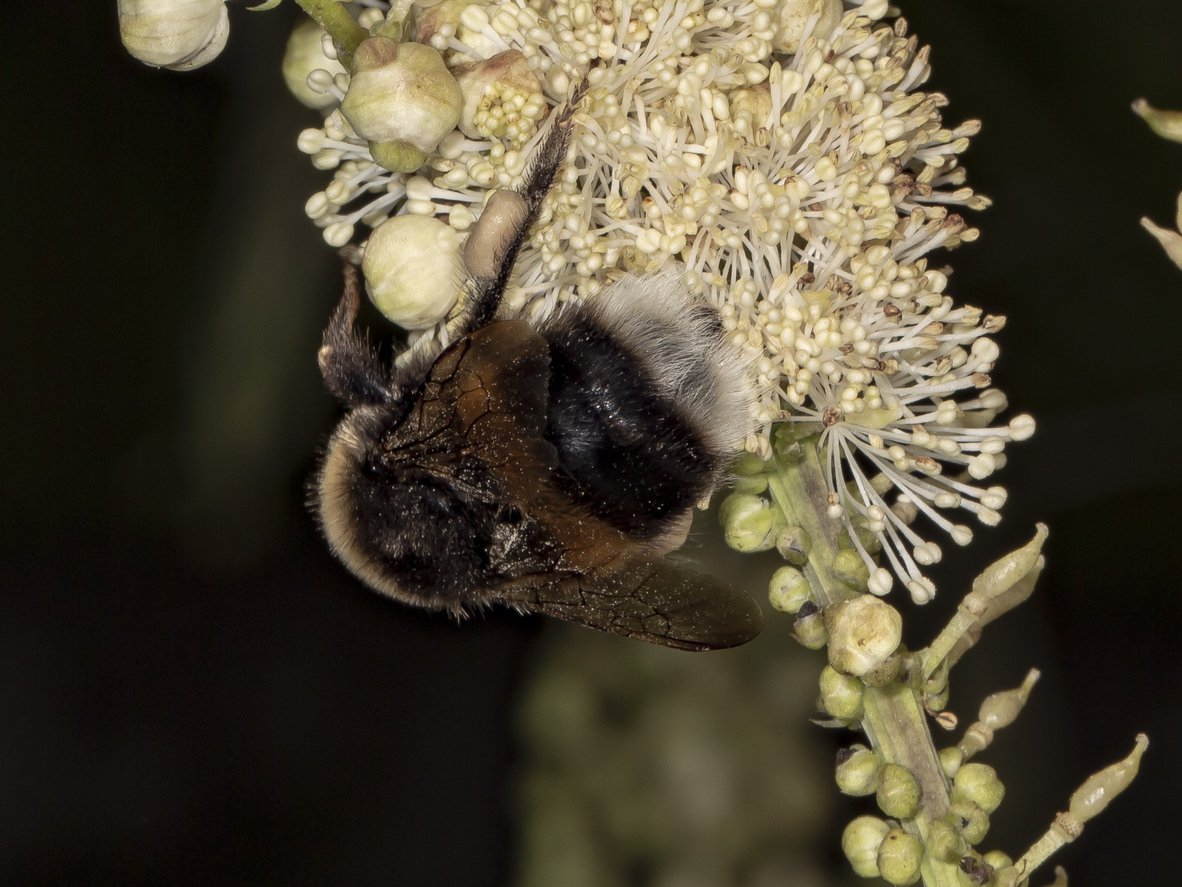 Świecznica prosta PINK SPIKE - 2