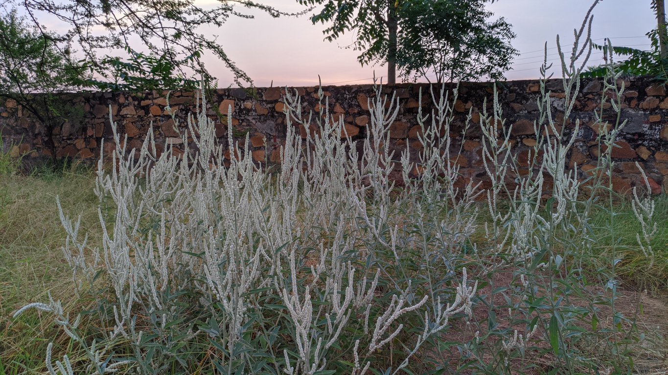 Świecznica prosta PINK SPIKE - 4