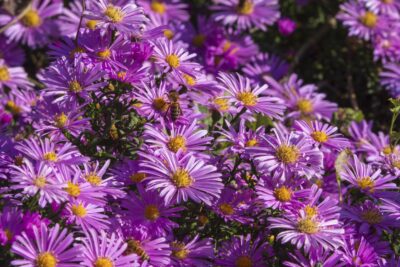 Aster krzaczasty ISLAND BAHAMAS