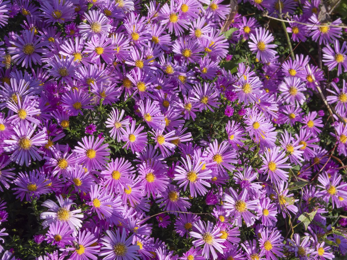 Aster krzaczasty ISLAND BAHAMAS - 2