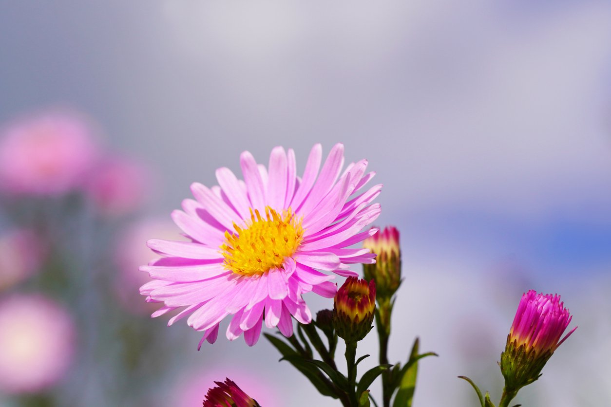 Aster krzaczasty ISLAND BAHAMAS - 3
