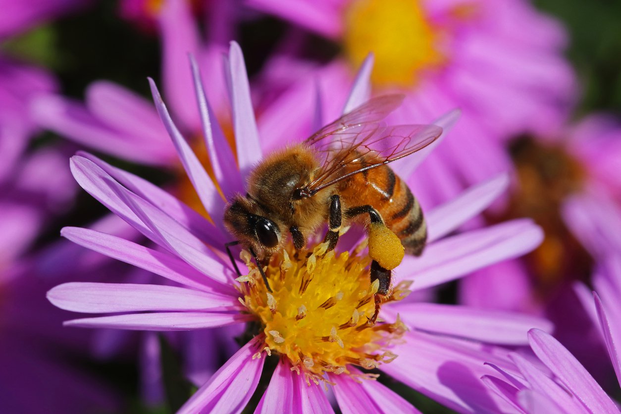 Aster krzaczasty ISLAND BAHAMAS - 4