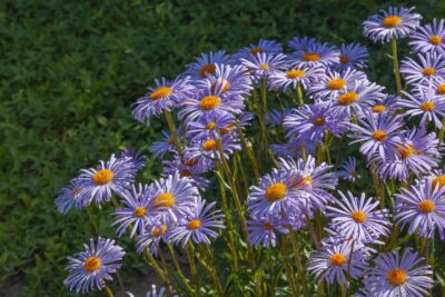 Aster krzaczasty ISLAND SAMOA