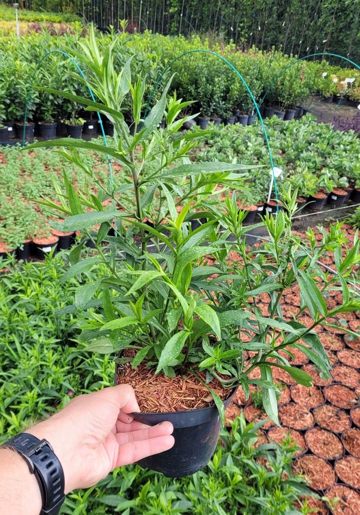 Aster krzaczasty ISLAND SAMOA - 4