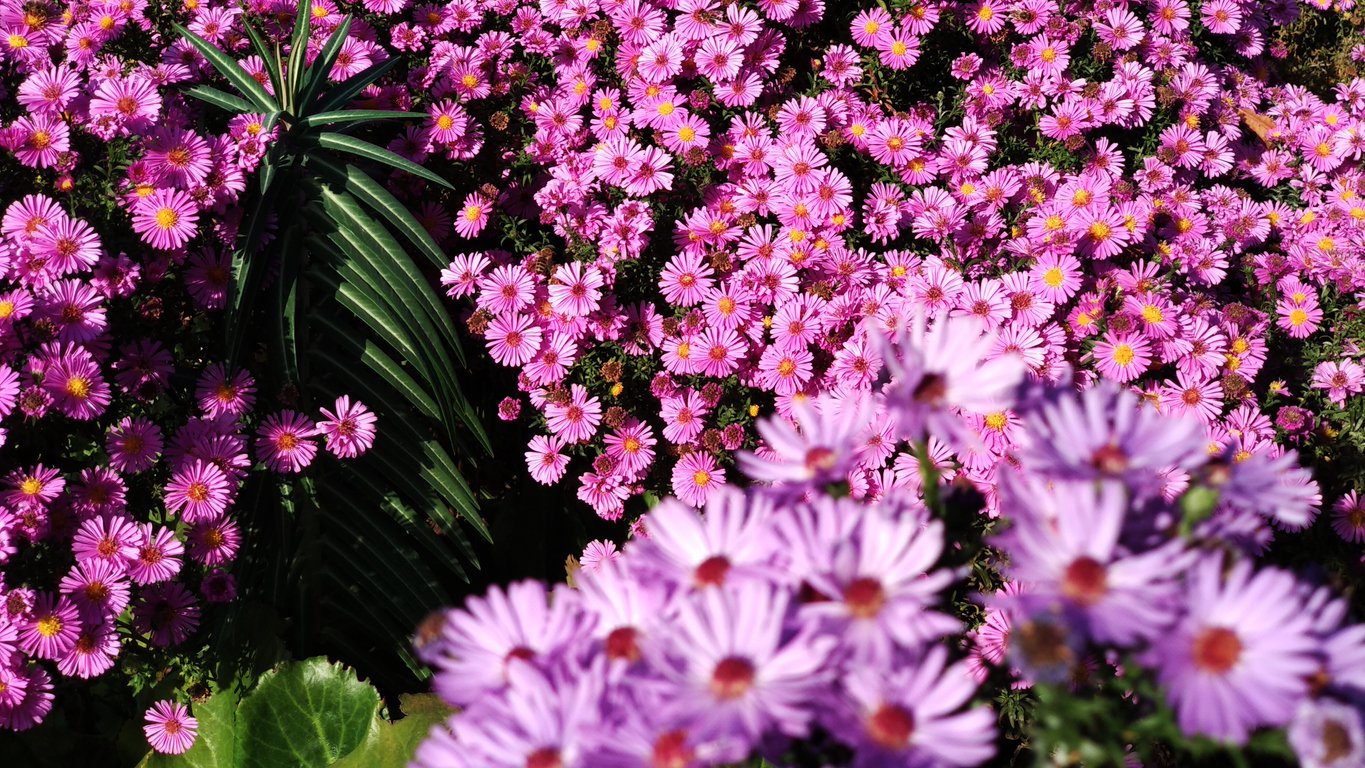 Aster krzaczasty ISLAND TONGA - 4