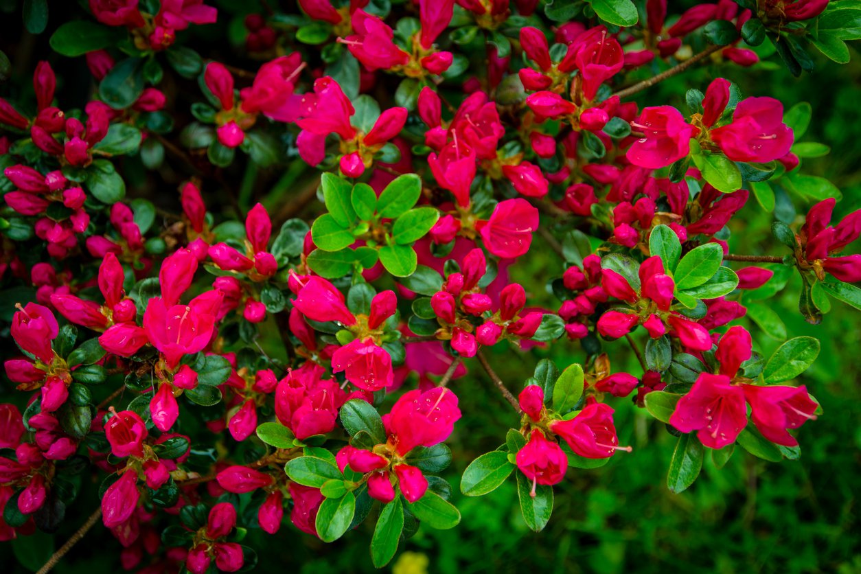 Azalia japońska JOHANNA - 2