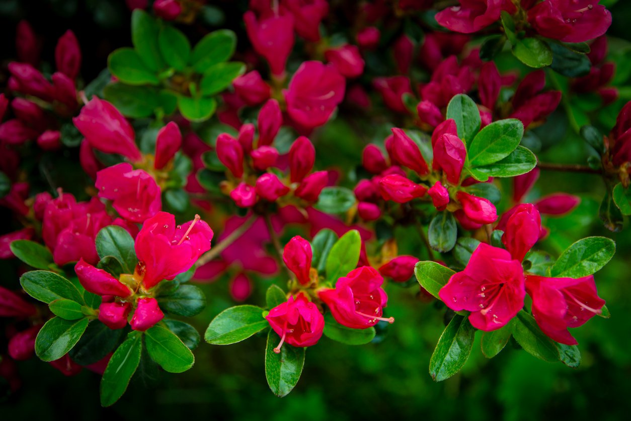 Azalia japońska JOHANNA - 4