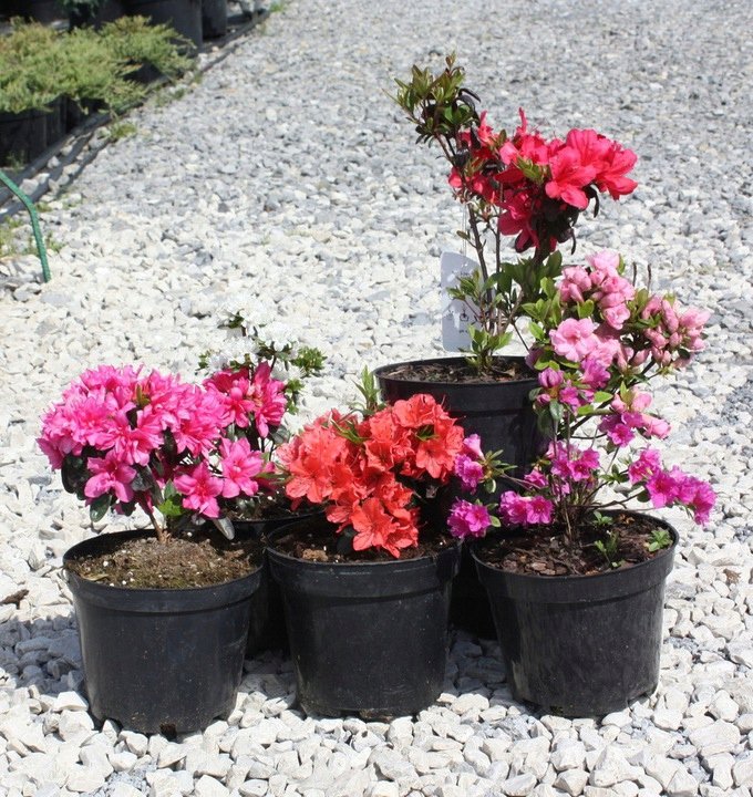 Azalia japońska JOHANNA - 5