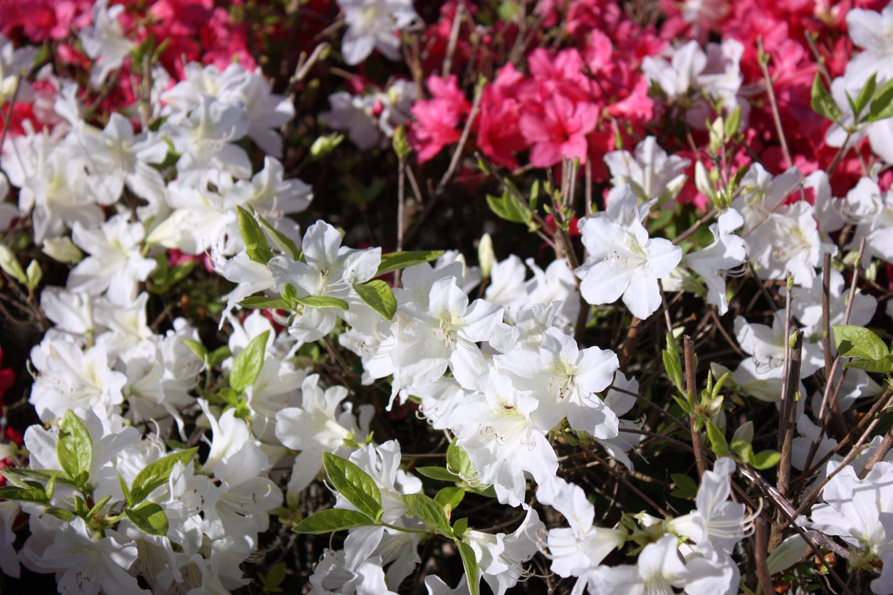 Azalia japońska LUZI - 4