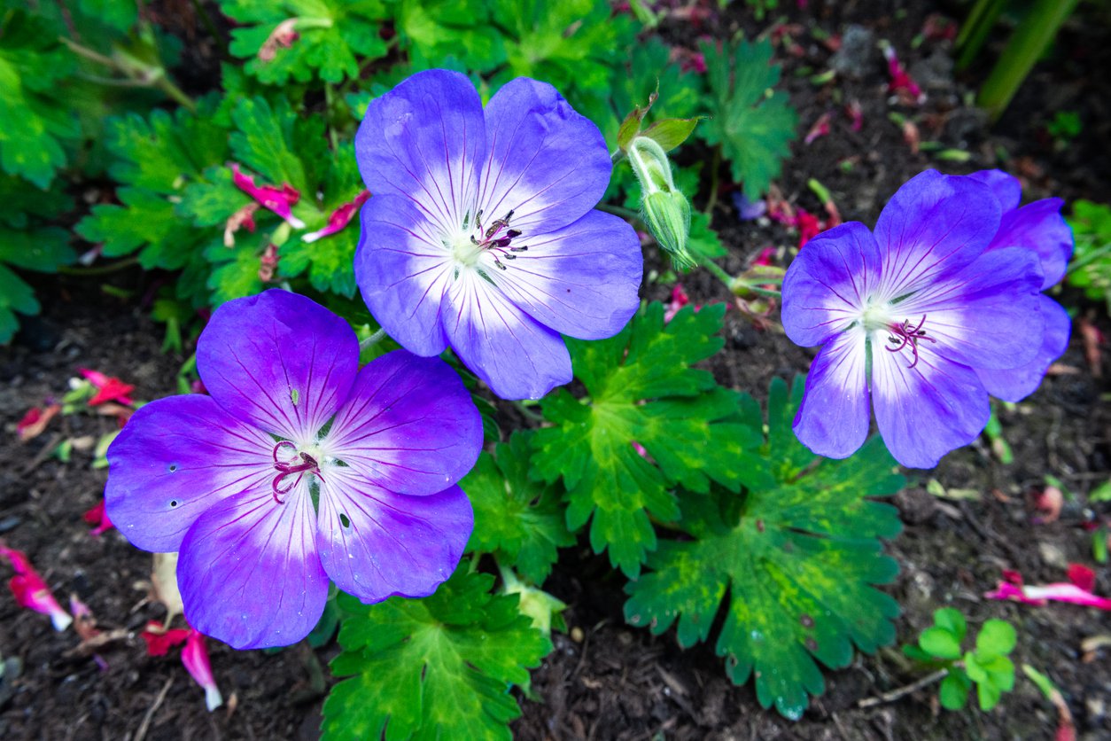 Bodziszek ROZANNE - 5