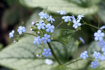 Brunnera wielkolistna SEA HEART