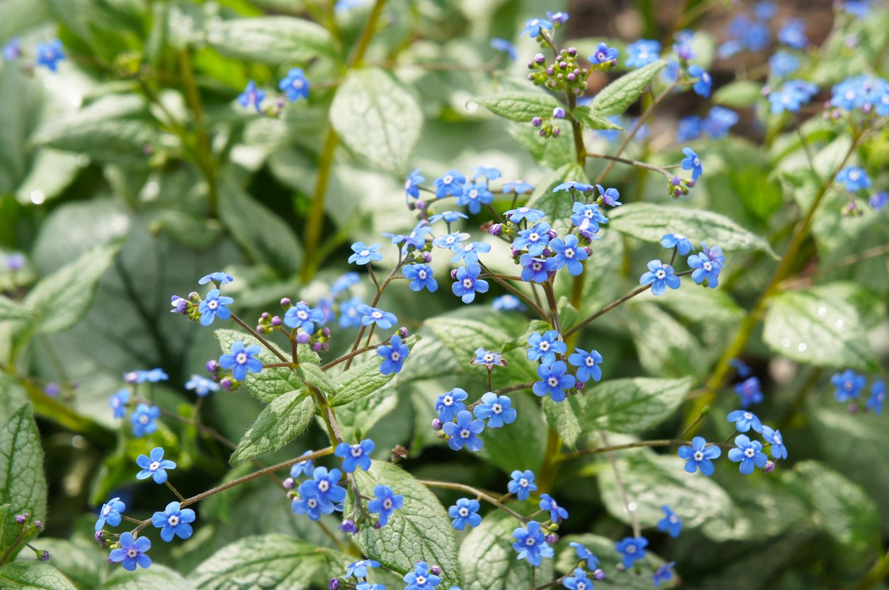 Brunnera wielkolistna SEA HEART - 2