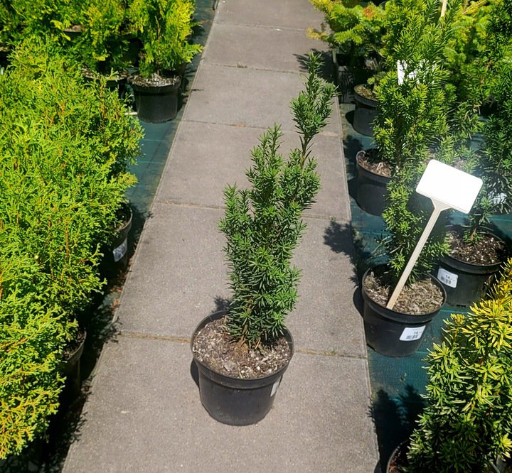 Cis pośredni KAZIO - 3