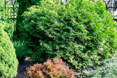 Cyprysik tępołuskowy TORULOSA