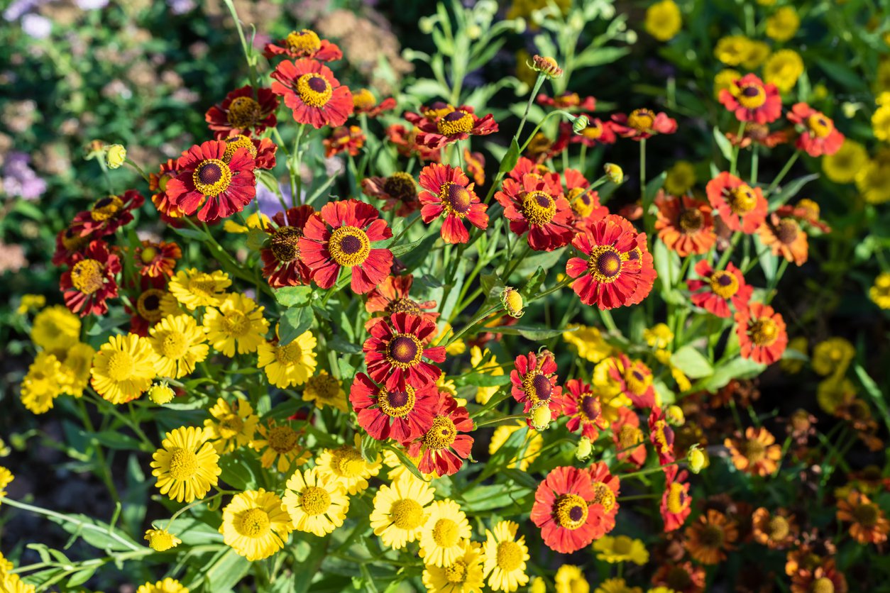 Dzielżan ogrodowy SALSA - 4