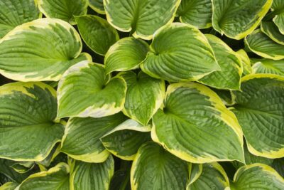 Funkia Hosta LIBERTY