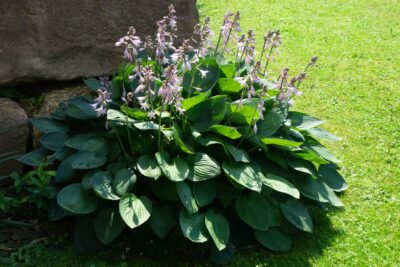 Funkia Hosta PURPLE HEART