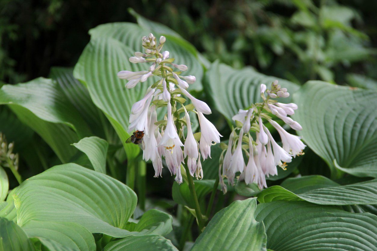 Funkia Hosta PURPLE HEART - 2