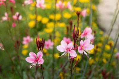 Gaura PASSIONATE BLUSH