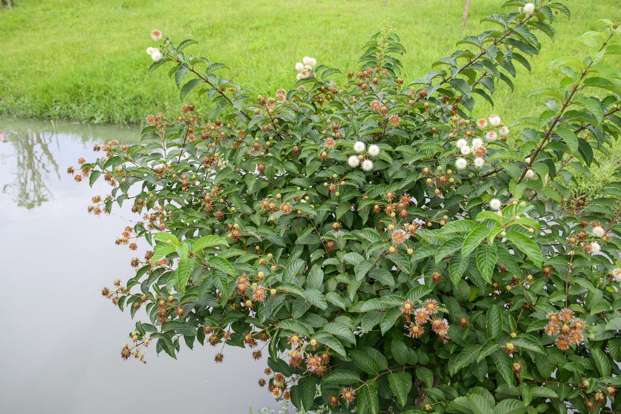 Guzikowiec zachodni - 4