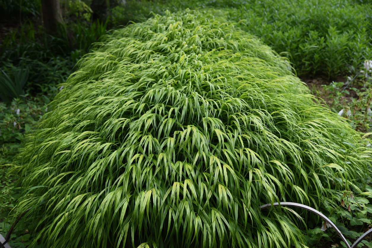 HAKONECHLOA SMUKŁA BENI KAZE - 2