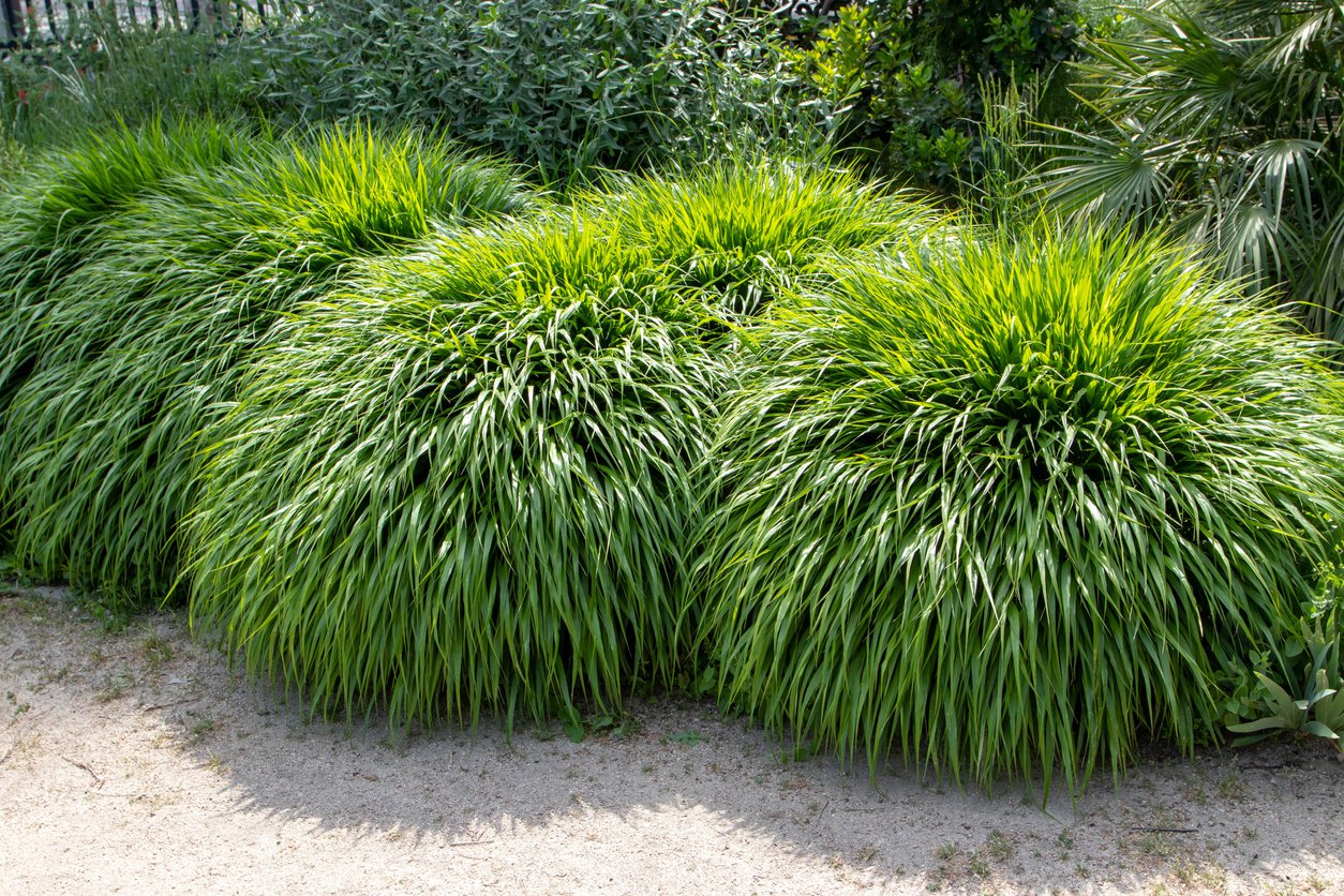 HAKONECHLOA SMUKŁA BENI KAZE - 4