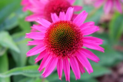 JEŻÓWKA AMAZING DREAM