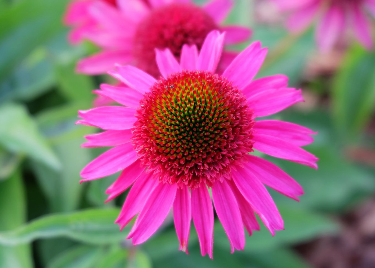 JEŻÓWKA AMAZING DREAM