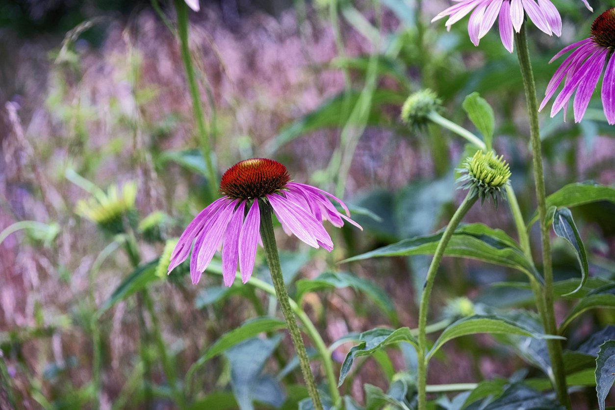JEŻÓWKA AMAZING DREAM - 2