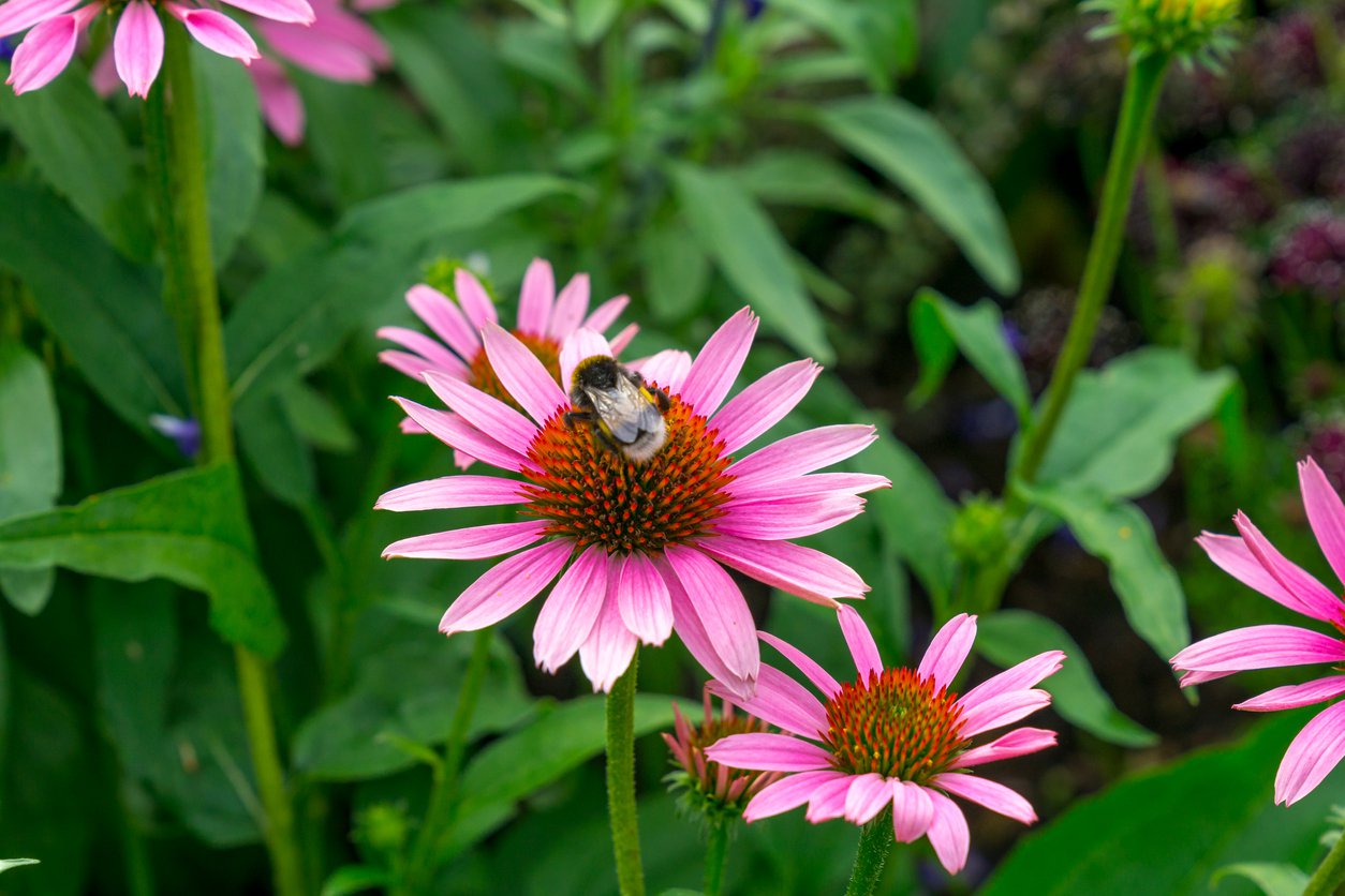 JEŻÓWKA AMAZING DREAM - 4