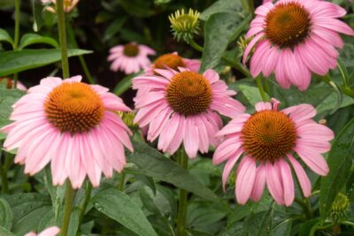 JEŻÓWKA MEDITATION CERISE