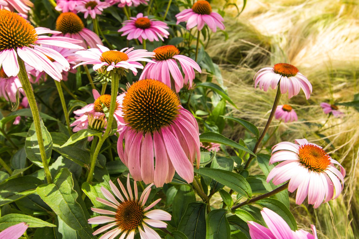 JEŻÓWKA MEDITATION CERISE - 4