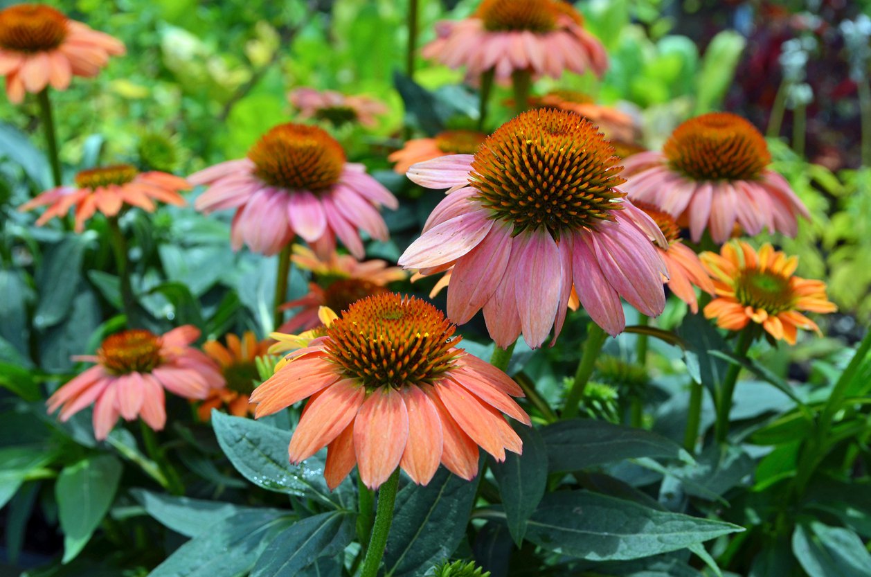 JEŻÓWKA MEDITATION CERISE - 2