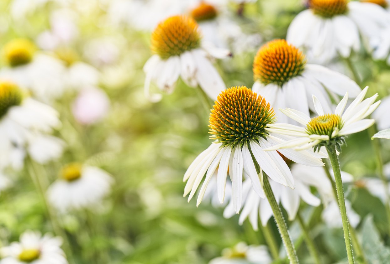 JEŻÓWKA INNOCENT MEADOW MAMA - 2