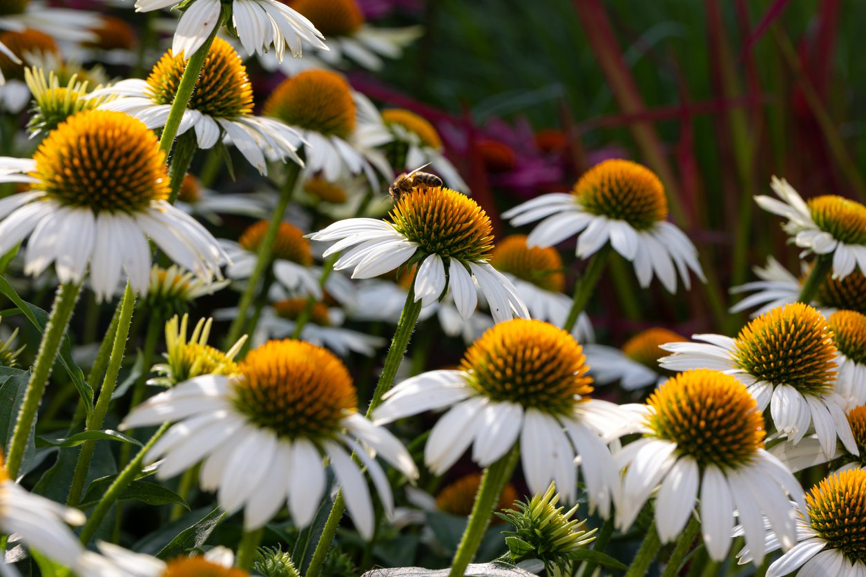 JEŻÓWKA INNOCENT MEADOW MAMA - 4