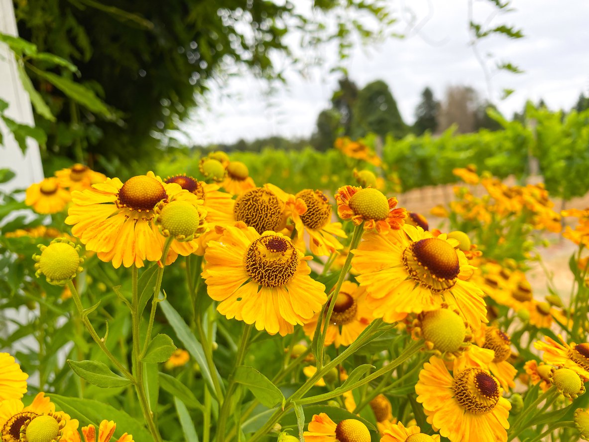 JEŻÓWKA LEMON DROP - 2