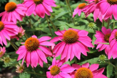 Echinacea jeżówka MAGENTA PEARL
