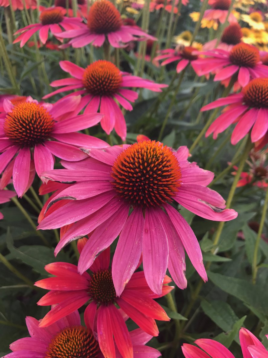 Echinacea jeżówka MAGENTA PEARL - 2