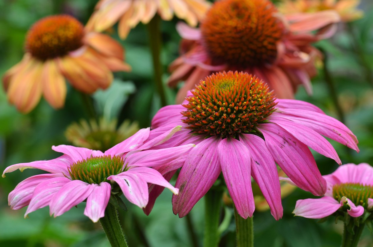 Echinacea jeżówka MAGENTA PEARL - 3