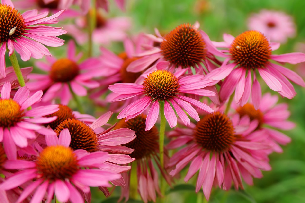 Echinacea jeżówka MAGENTA PEARL - 4