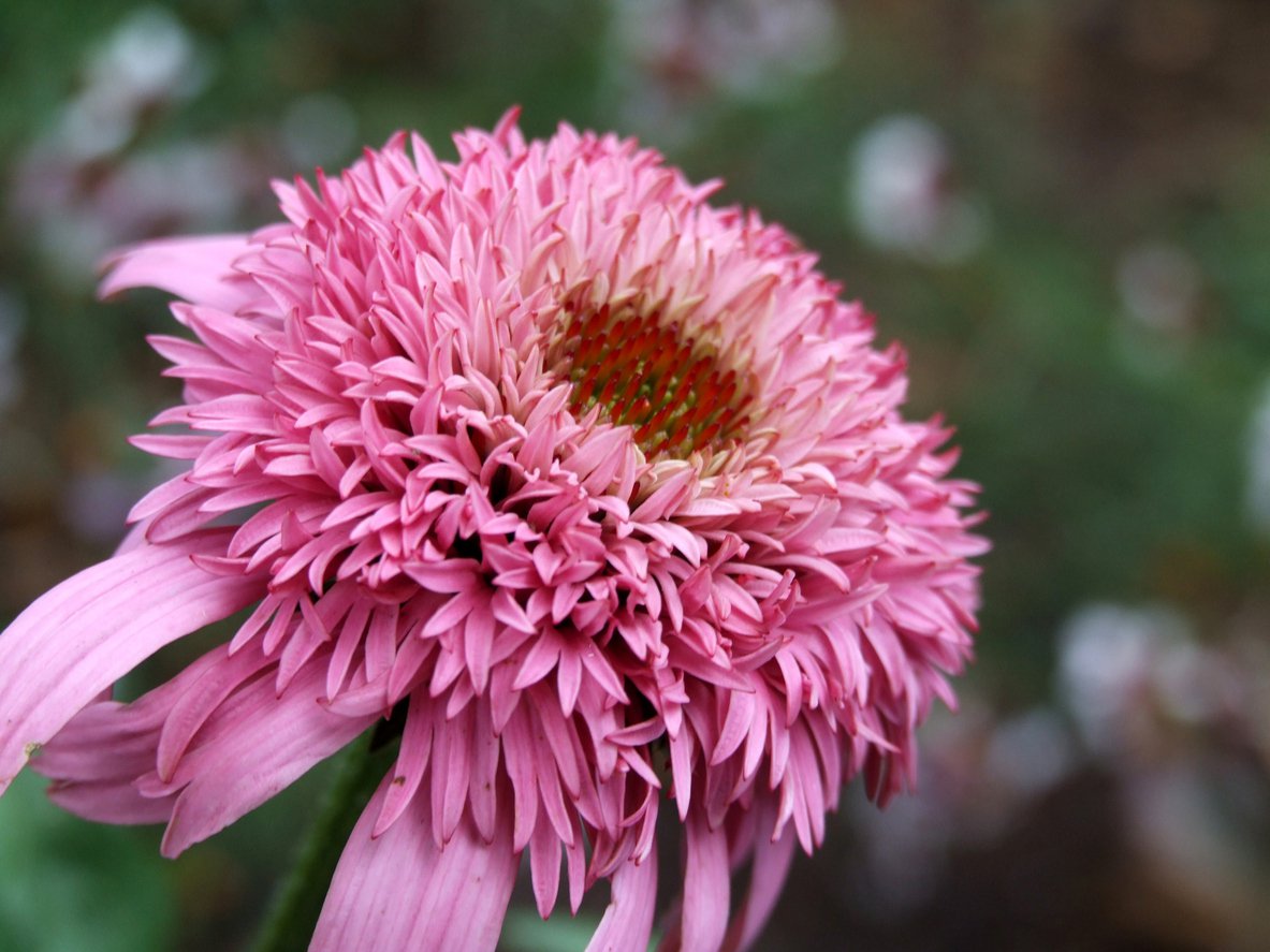 Echinacea jeżówka SECRET AFFAIR - 2
