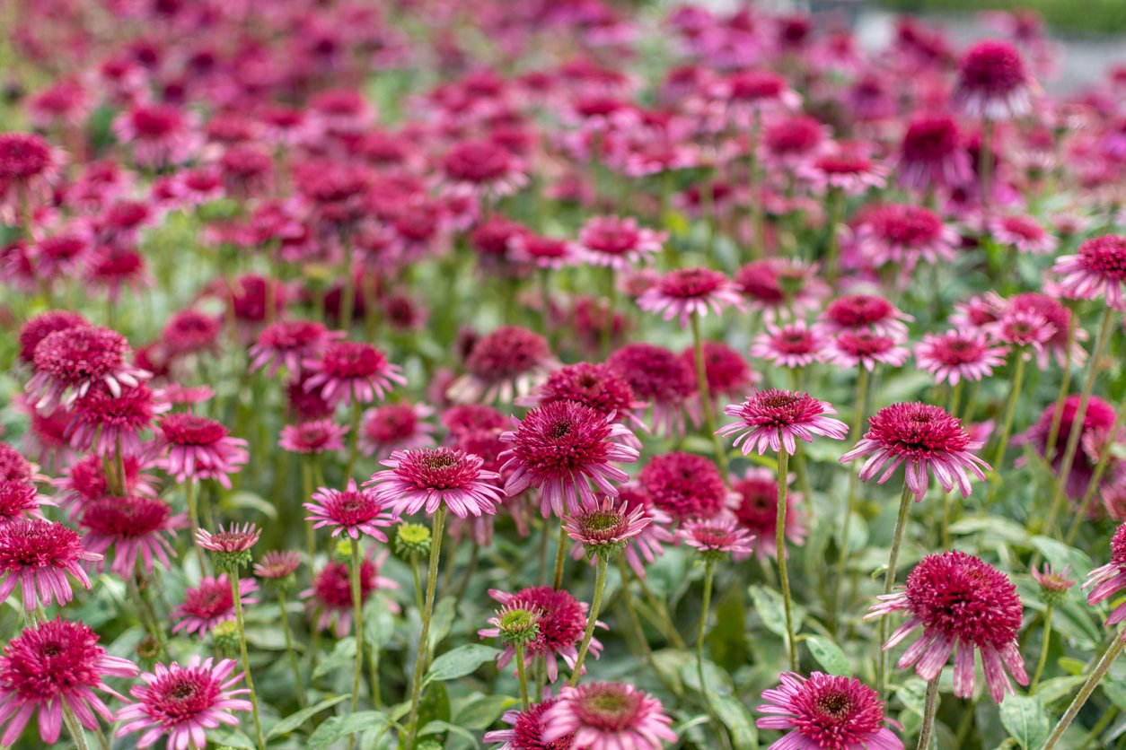 Echinacea jeżówka SECRET AFFAIR - 4