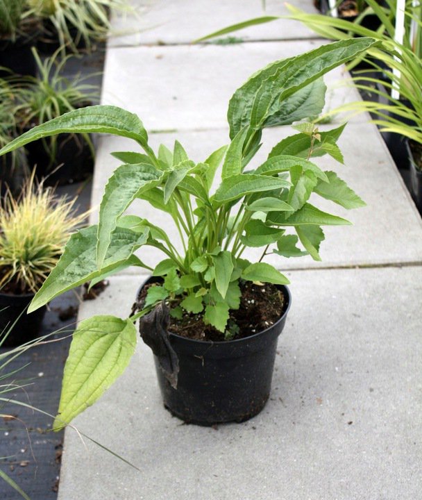 Echinacea jeżówka SECRET GLOW - 5